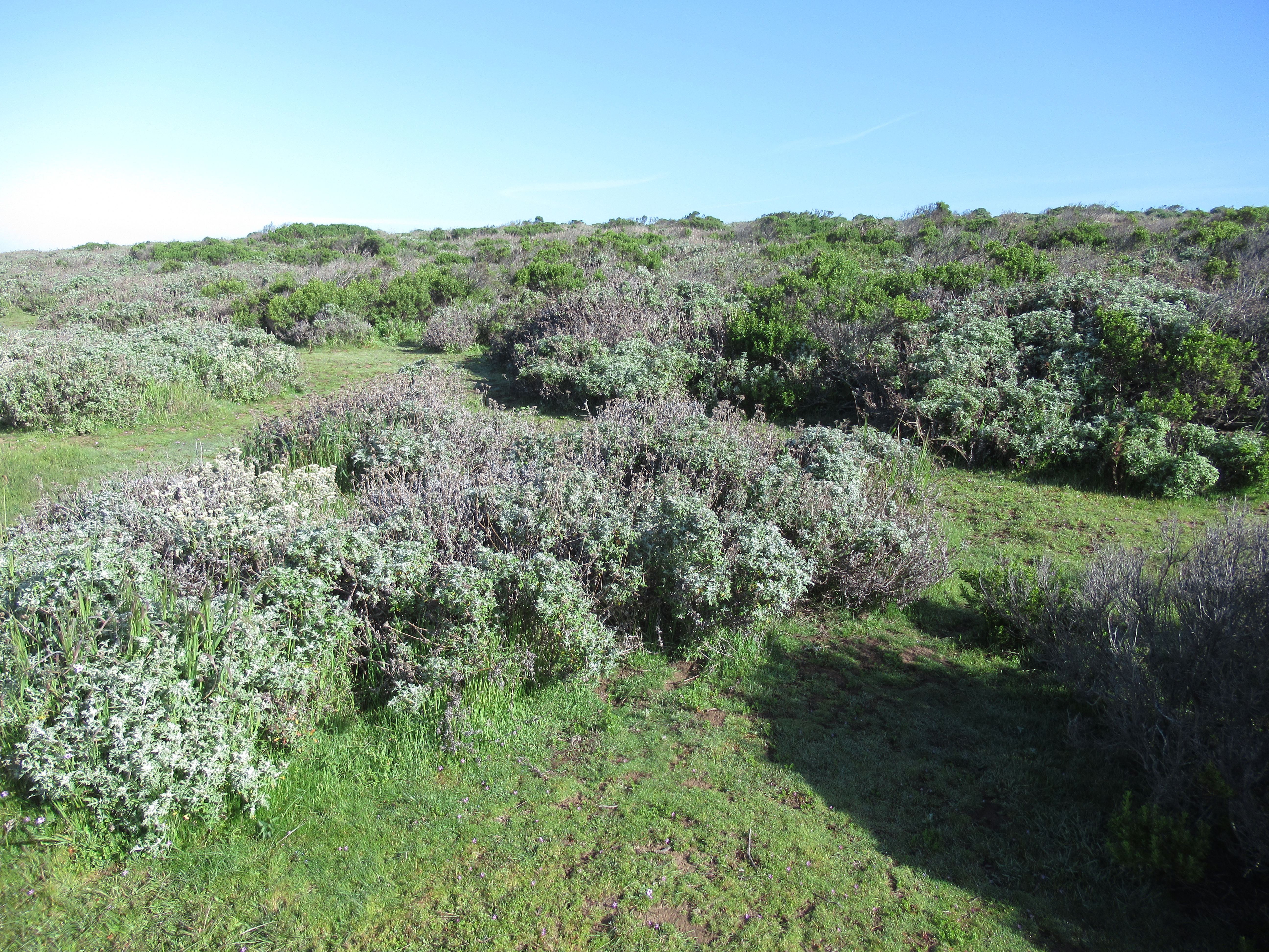 native plants on the bluff